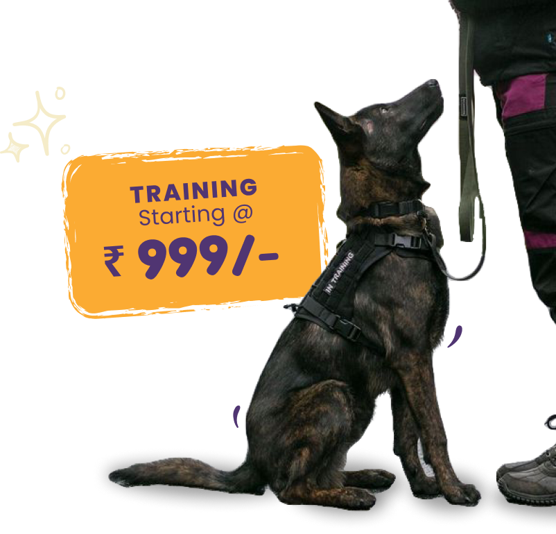 dog training near me