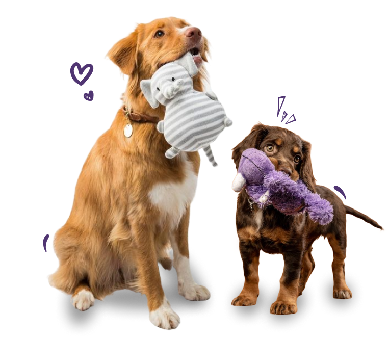 Best dog daycare center in Whitefield near me