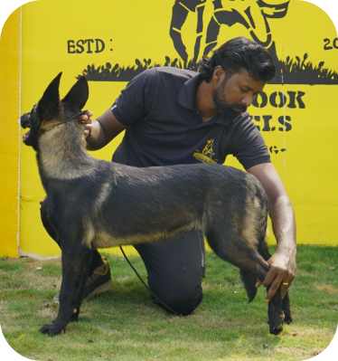 Puppy Training in Bangalore