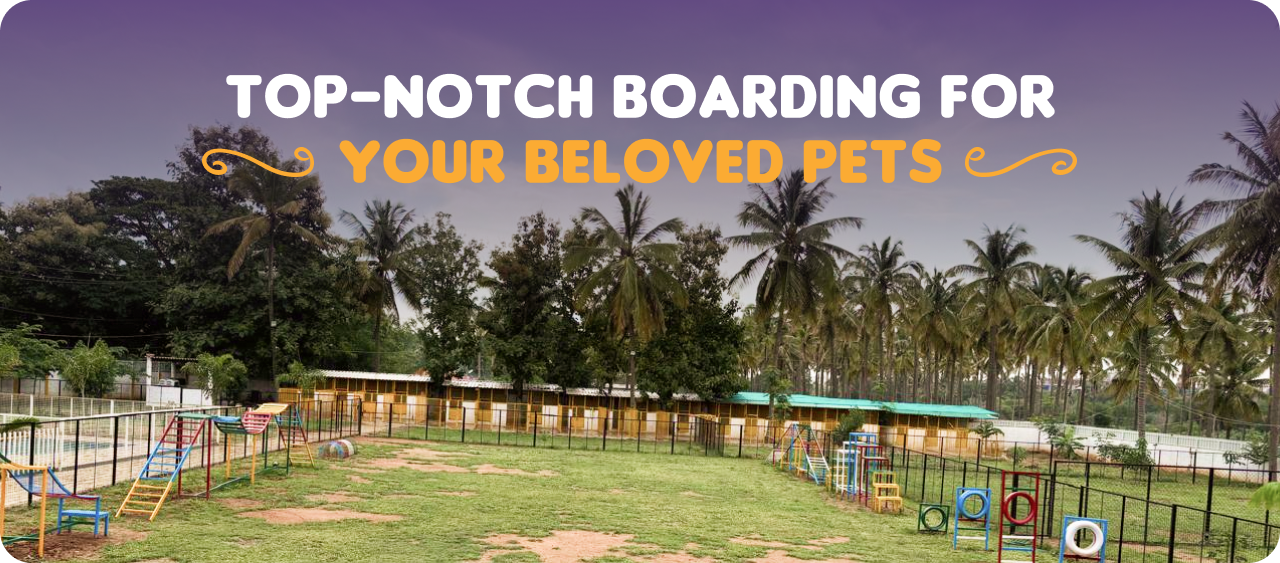 affordable dog boarding services in Bangalore
