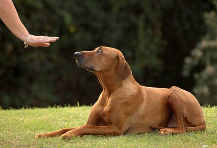 Dog Training Services in Varthur, Bangalore