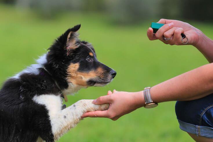 Best Dog training in Varthur Bangalore