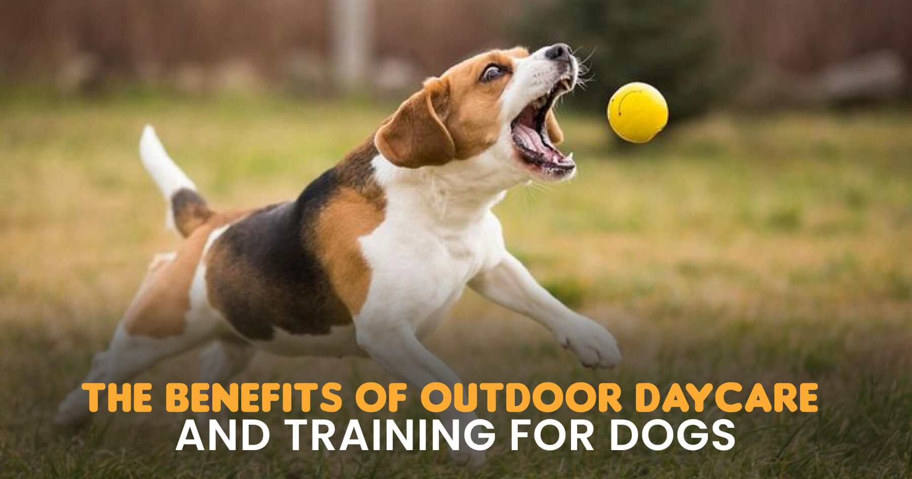 pet training center in Bangalore