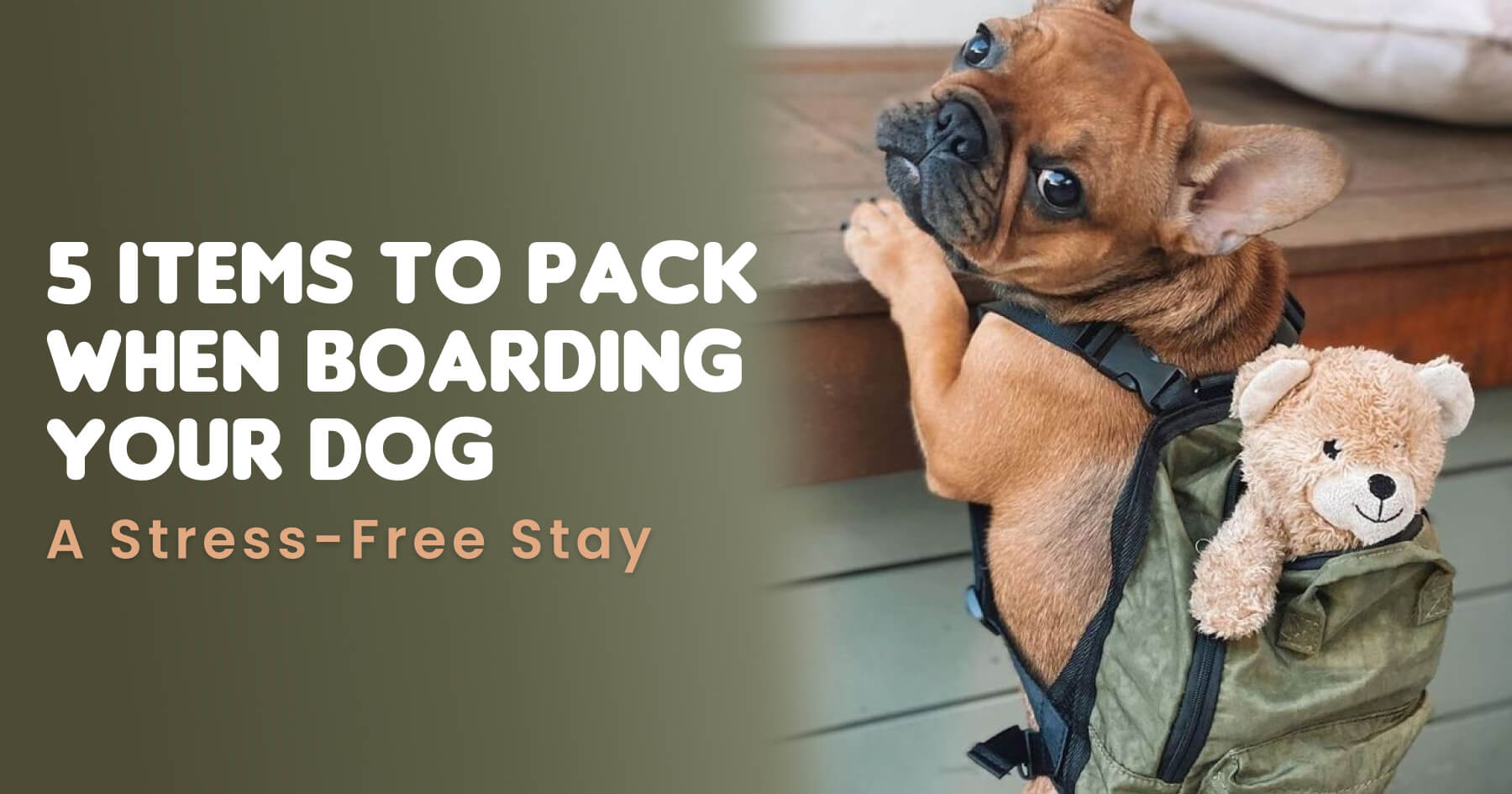 stress free dog boarding in bangalore