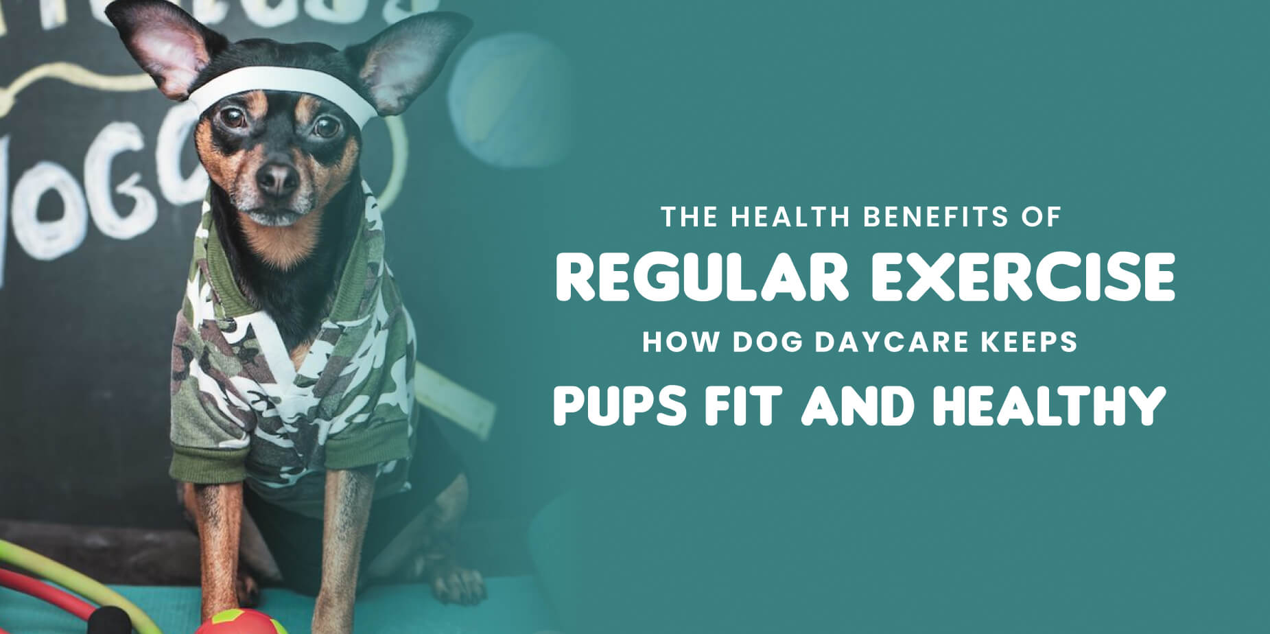 pet training center in Bangalore