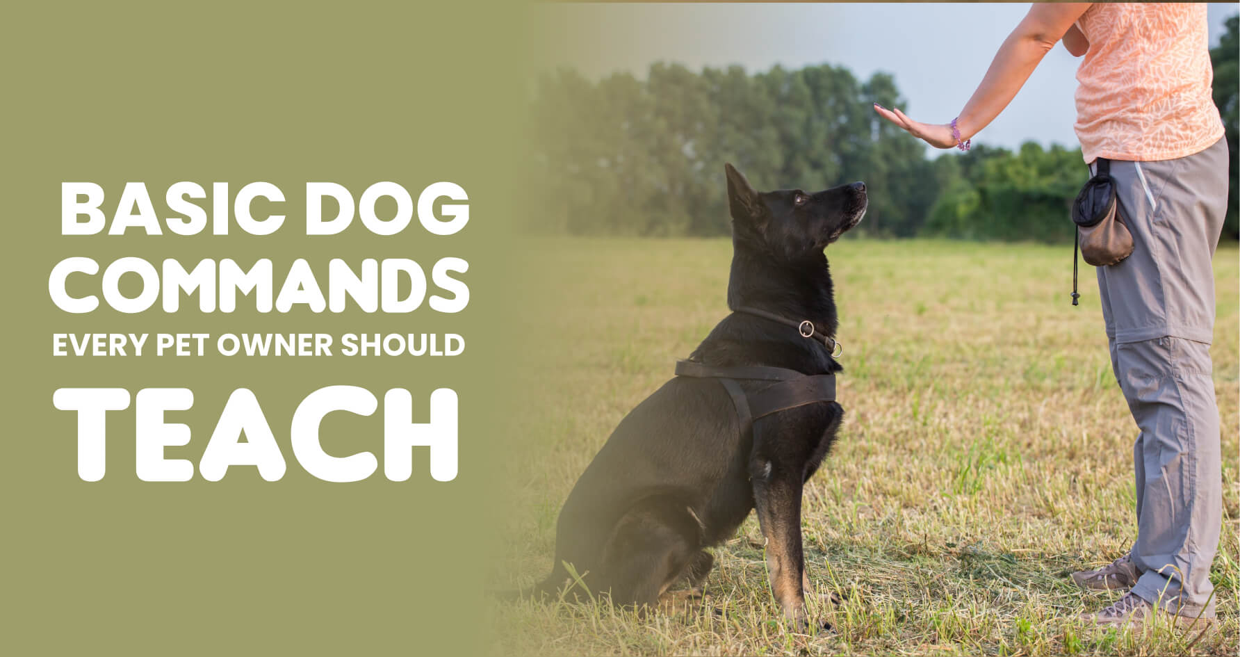 Puppy Training in Bangalore