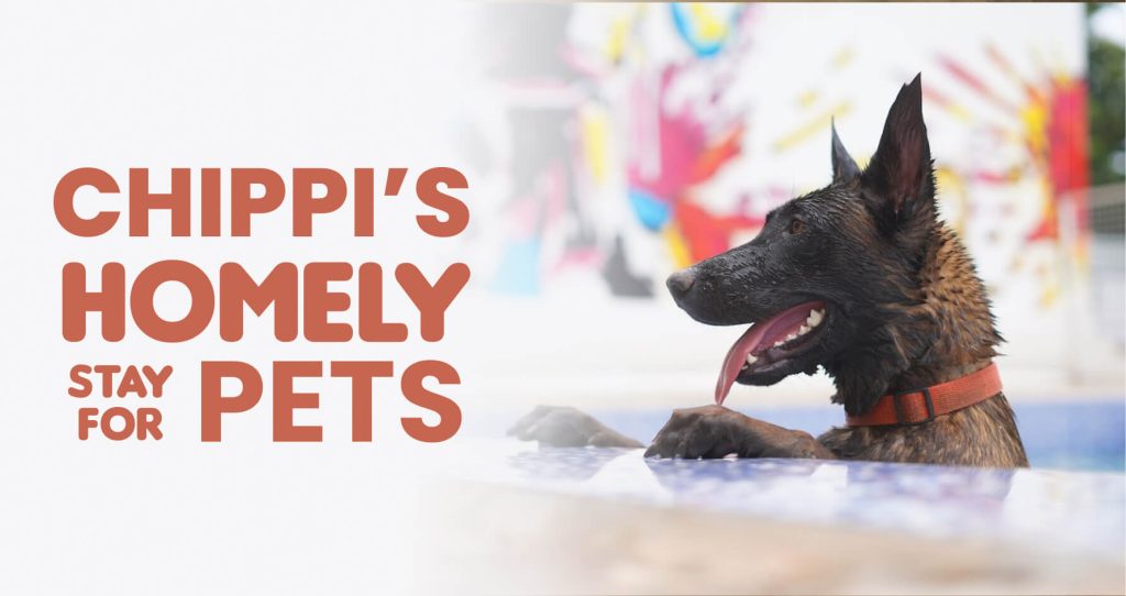 Best Pet Boarding in Whitefield Bangalore