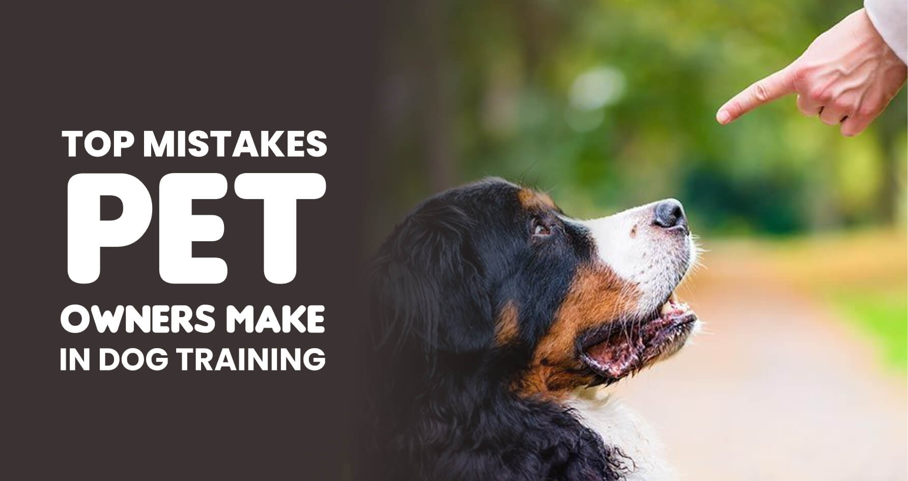 Puppy Training in Bangalore