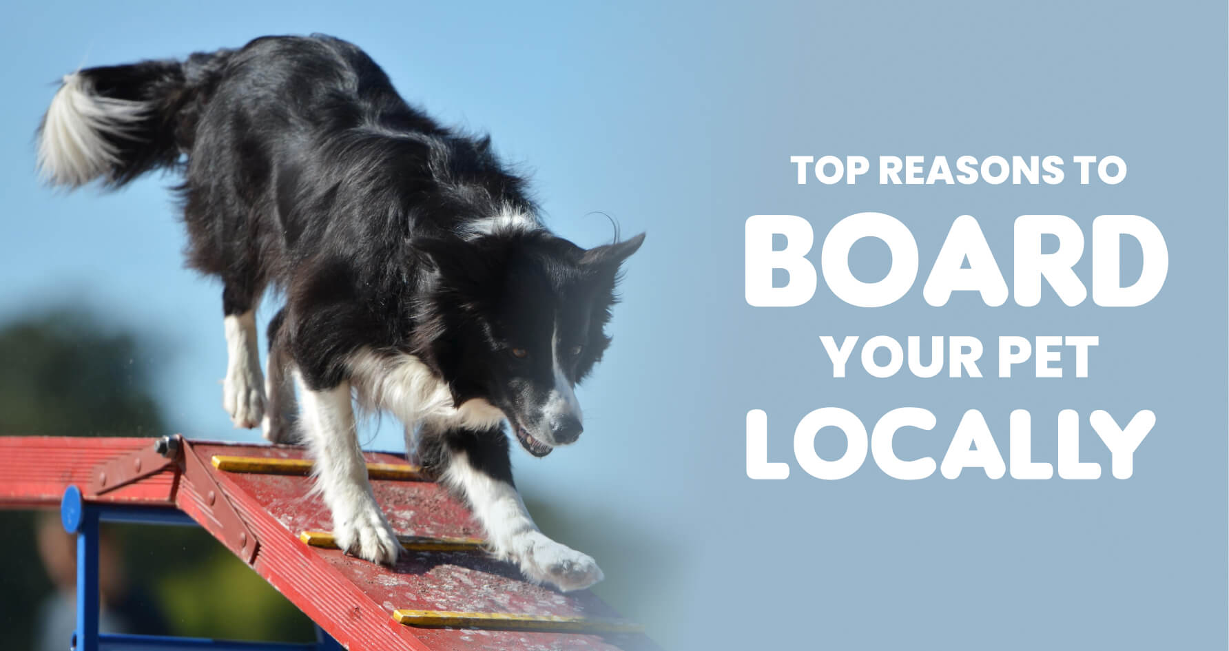 pet boarding in varthur, whitefield