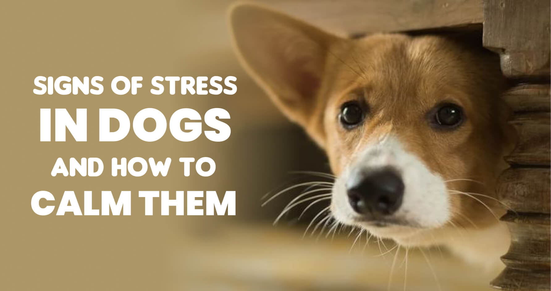 Puppy Training in Bangalore