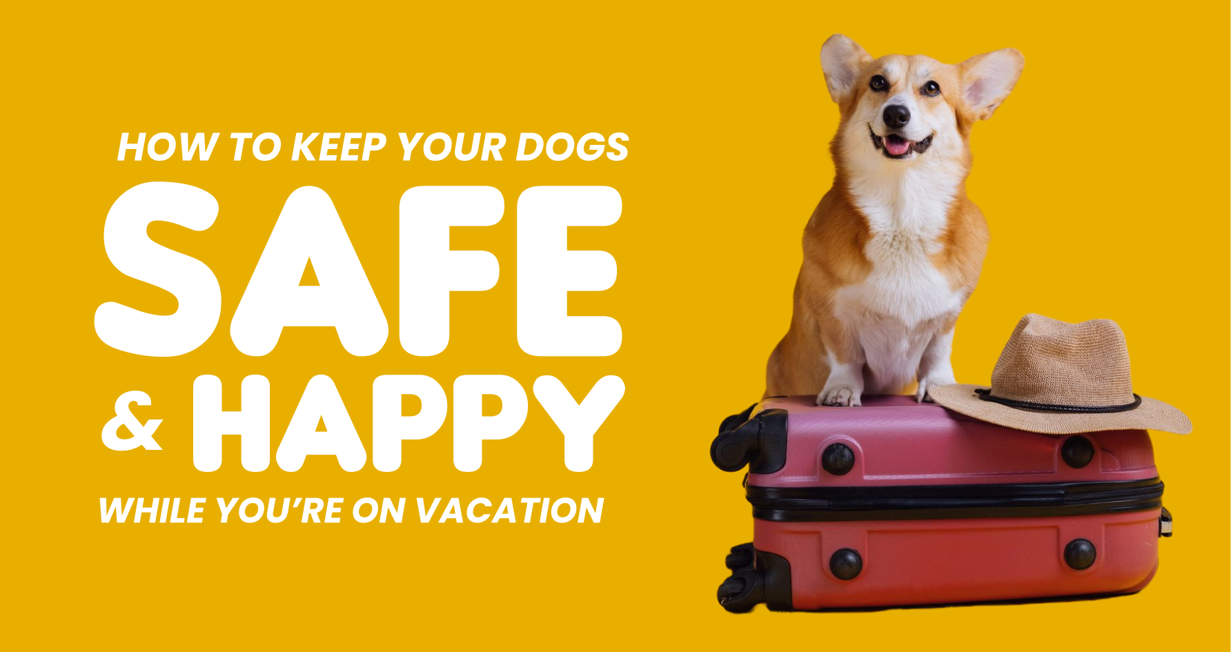 Dog Training & Boarding Services in Whitefield