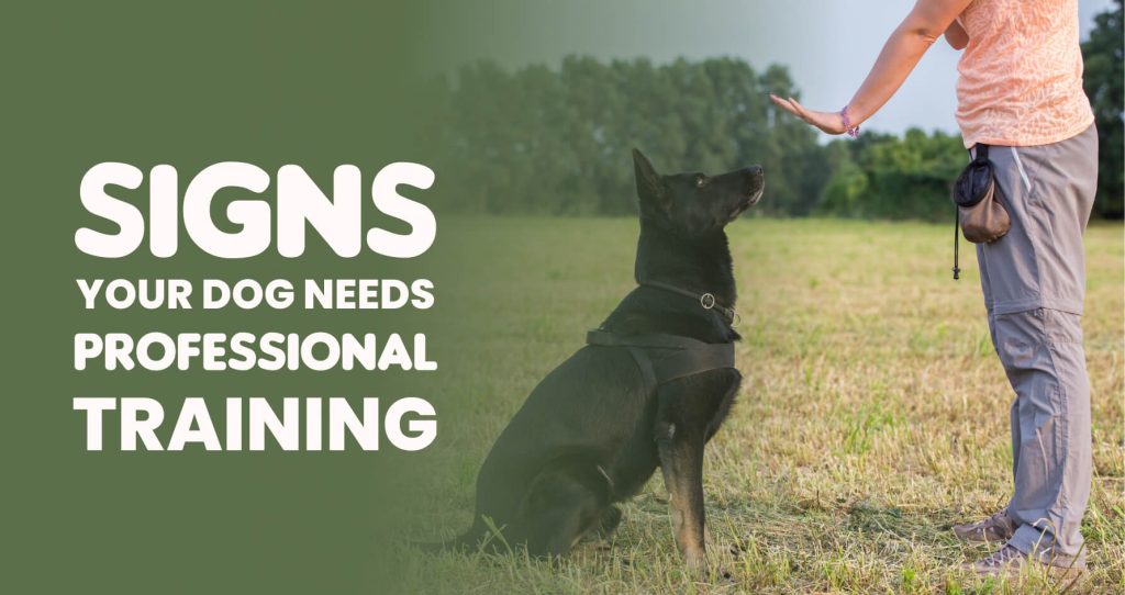 dog training in bangalore