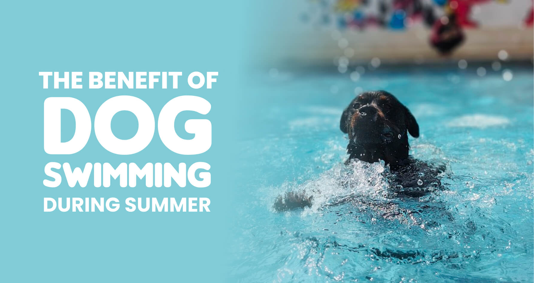 Dog Swimming Pool