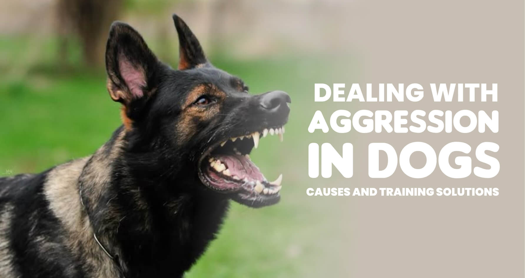 Dog Training in Bangalore