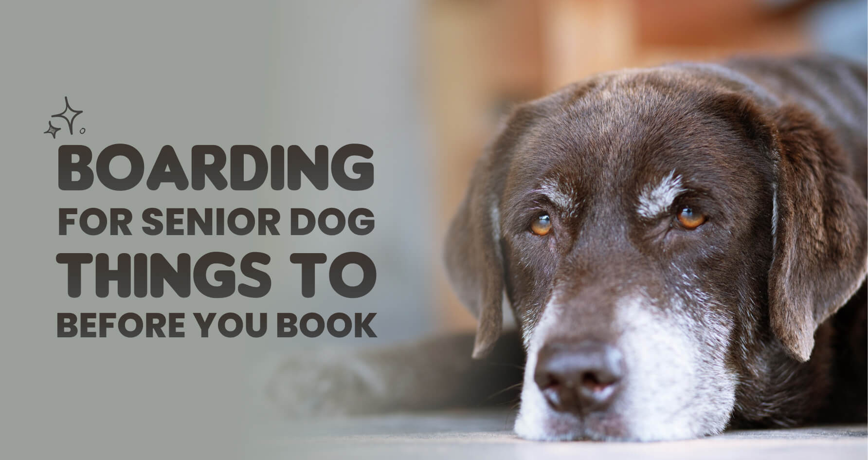 Boarding for Senior dogs