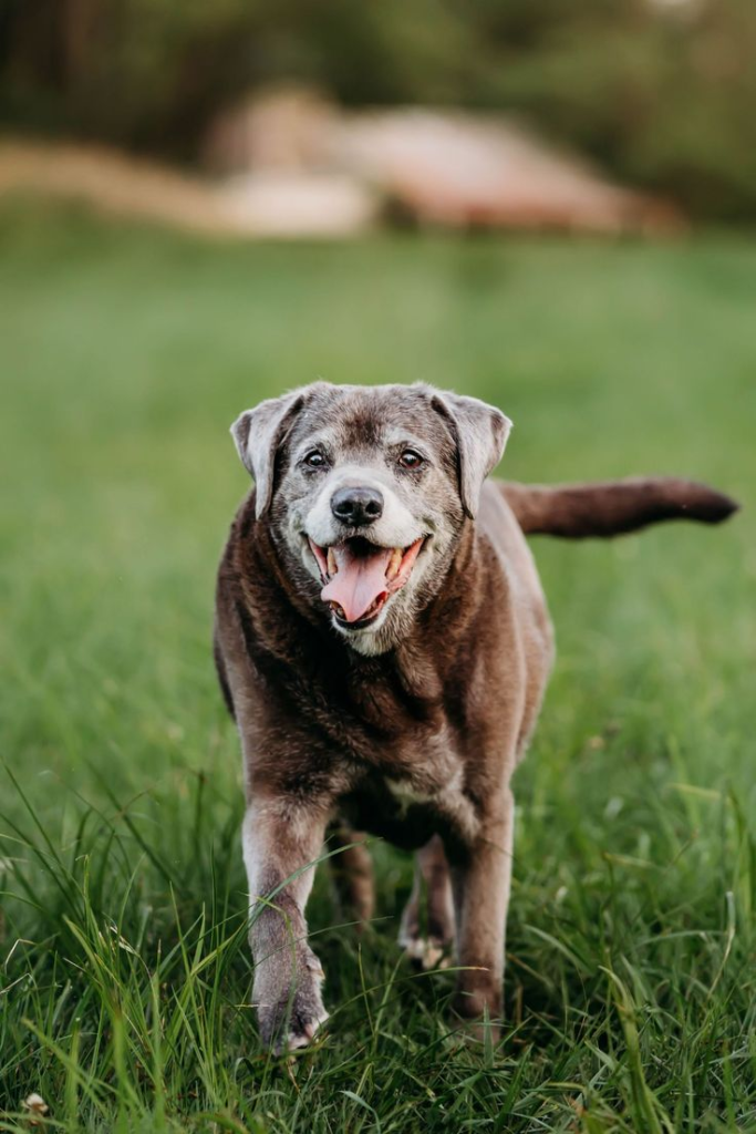 boarding for senior dogs