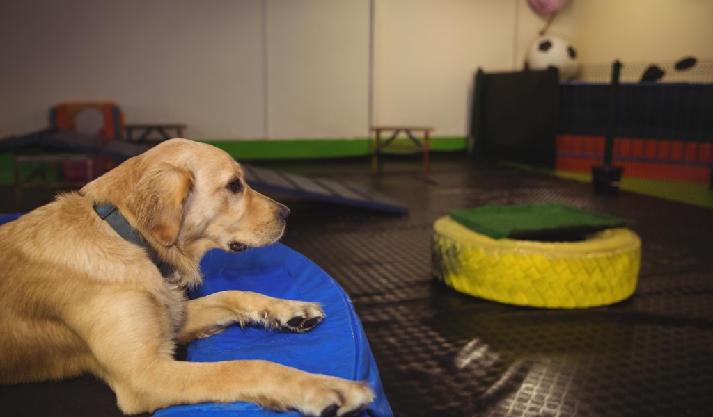top pet boarding service center Whitefield