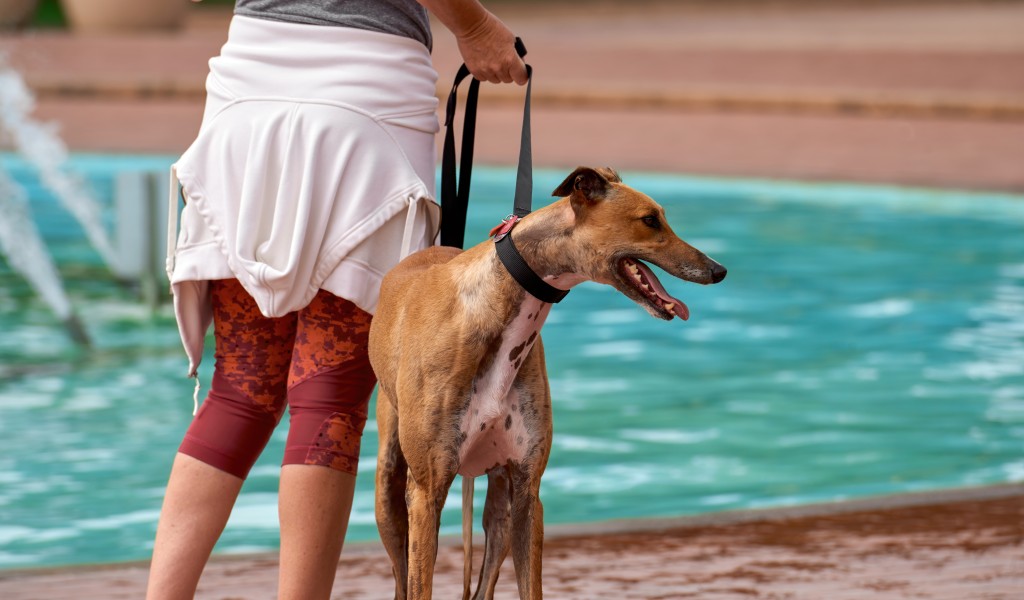 Benefits of Dog Boarding with Play Area and Swimming Pool in Whitefield, Sarjapur & Varthur.